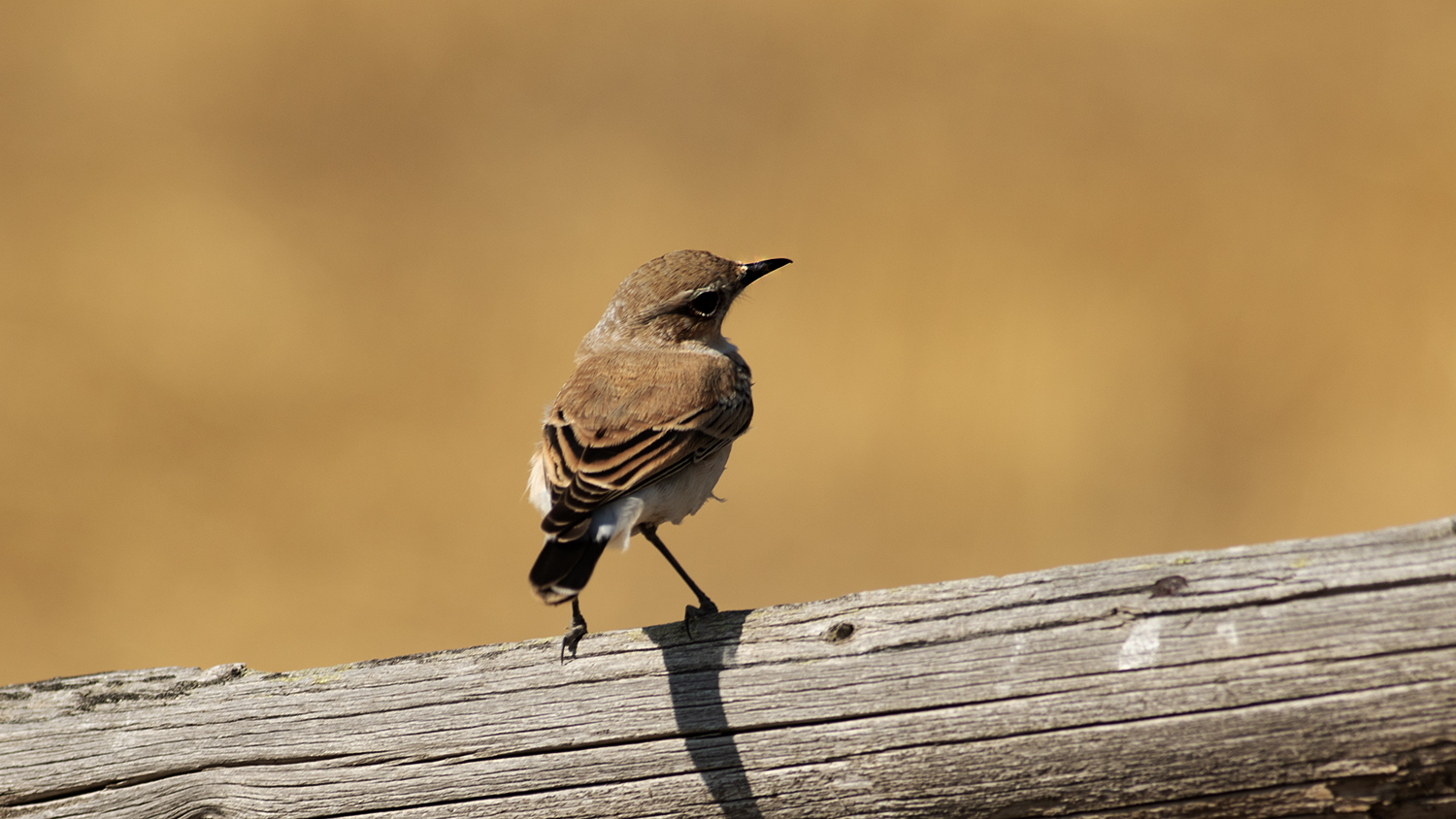 Northern Wheatear